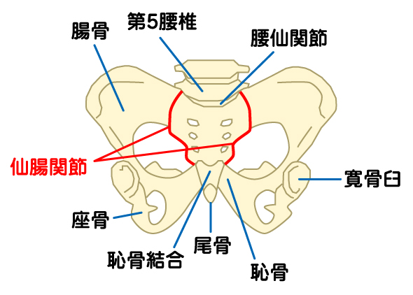 仙腸関節のヒミツ