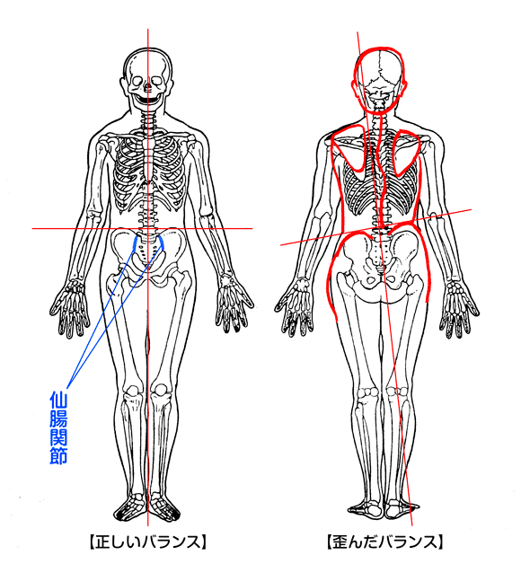骨盤は体の土台