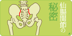 仙腸関節の秘密